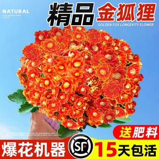 新品 开重瓣大花苗带花苞金狐狸名贵花卉室内耐寒绿植物 长寿花四季