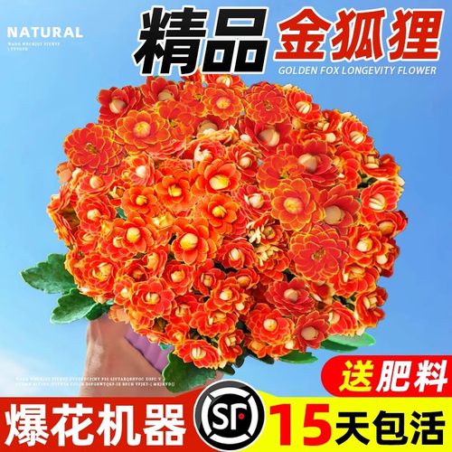 新品长寿花四季开重瓣大苗金狐狸