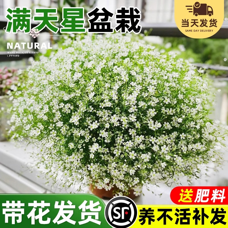 满天星盆栽室内阳台庭院好养盆栽