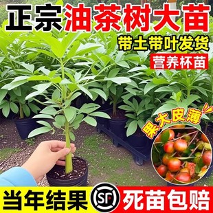 油茶树苗正宗高产嫁接带土南方种植广西白花山油茶果树苗高耐旱性