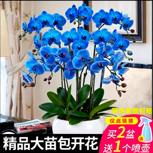 蝴蝶兰花苗带花剑带花苞盆栽兰花大苗客厅吸色阳台花卉全年好养活