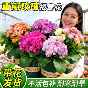 欧洲重瓣玫瑰报春花盆栽带花苞耐寒观赏年宵花四季开花好养易爆花