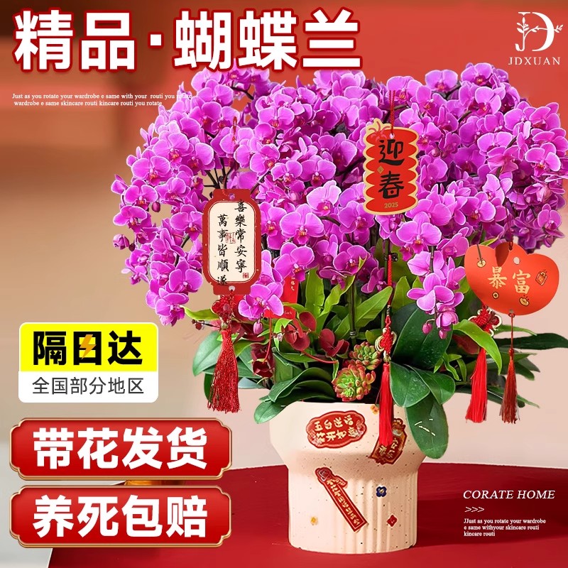 鲜花特级蝴蝶兰盆栽带花特大号大苗年宵花卉室内客厅前台花苗真花