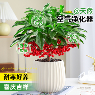 富贵籽盆栽黄金万两植物带果子红果客厅招财室内好养懒人花卉绿植