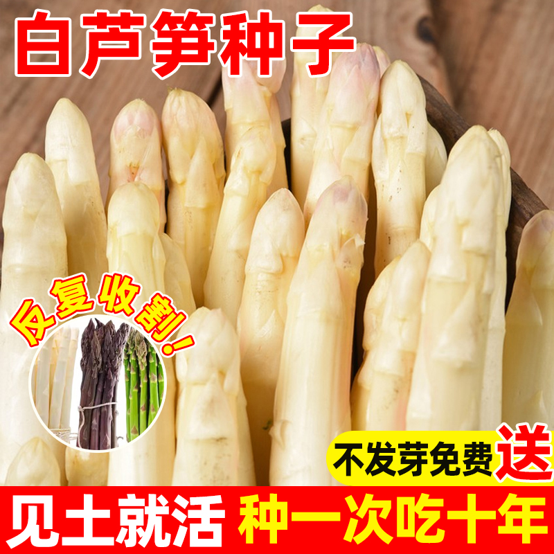 白芦笋种子甜嫩白芦笋根苗龙须菜种籽孑根茎四季种植高产蔬菜种苗