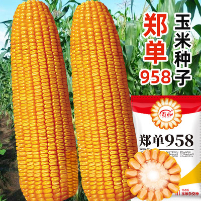 高产饲料玉米种子量郑单95
