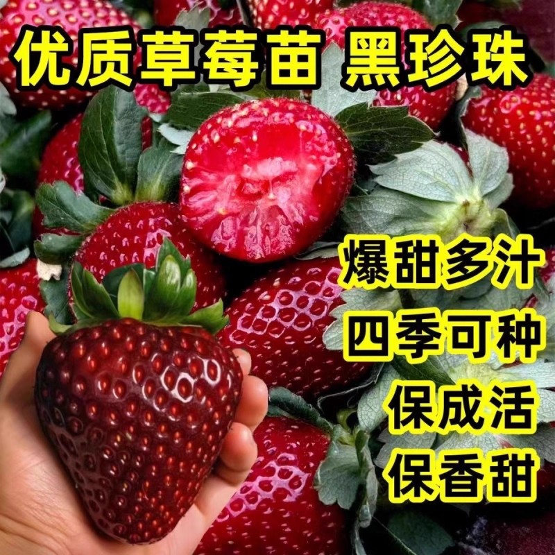 四季草莓苗奶油红颜草莓秧大棚
