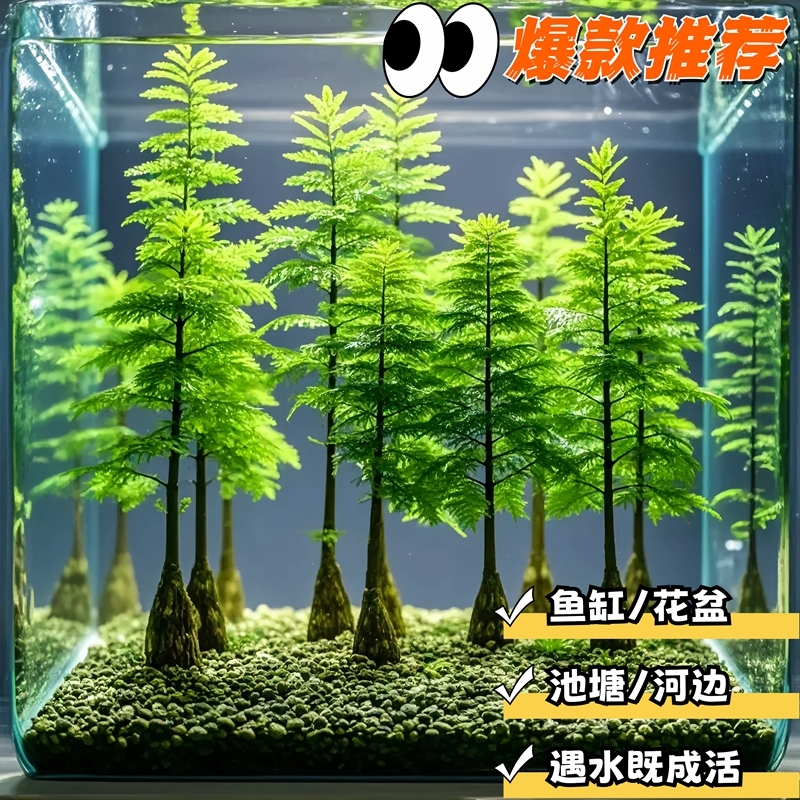 水杉树苗水草鱼缸龟缸造景专用净化水质砂石莫斯制氧净水水草植物