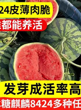 冰糖麒麟西瓜种籽8424无籽西瓜种子水果蔬菜种植新秧苗四季纯甜
