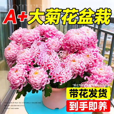 菊花盆栽特大苗带花苞老品种