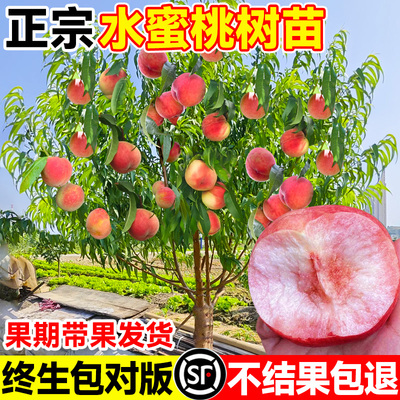 早熟水蜜桃树苗嫁接黄子孑