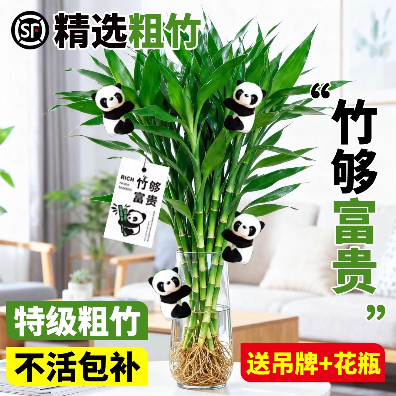 水培富贵竹粗杆带根根室内水养