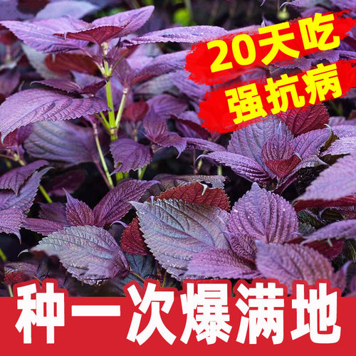 紫苏种子四季食用籽种子耐热耐寒