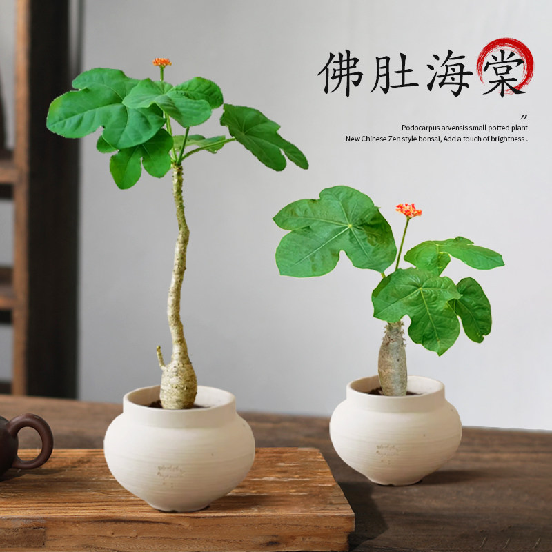 佛肚海棠盆栽客厅办公室内桌面老桩盆景花卉绿植四季开花耐热好养