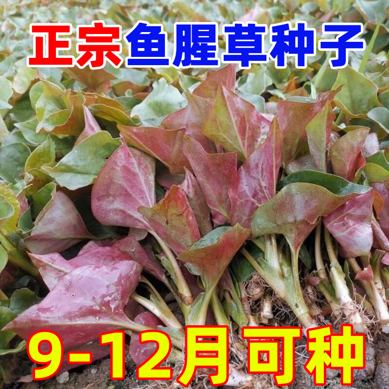 鱼腥草种子新采折耳根种籽四季庭院盆栽易种活折耳根种根种苗种子,鲜花速递/花卉仿真/绿植园艺,种苗/半成品盆栽,淘宝优惠券,粉丝福利购,淘宝优惠卷