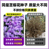 Низкий карликовый мох, семена вишни, посев и цветение, простые в жизни семена цветов флокса, горшки, почвопокровные растения во дворе, цветы во дворе