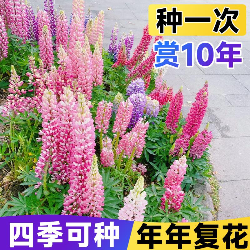 鲁冰花种籽子四季播种开花羽扇豆太阳花籽室外庭院易活野花卉植物