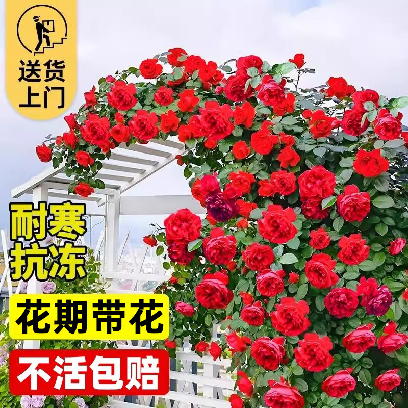 蔷薇花苗藤本月季花特大花爬藤老桩玫瑰花苗四季开花庭院爬藤植物,鲜花速递/花卉仿真/绿植园艺,时令草本花卉,淘宝优惠券,粉丝福利购,淘宝优惠卷