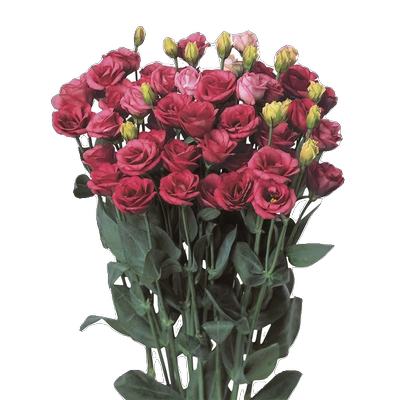 重瓣洋桔梗花种籽子易活好养