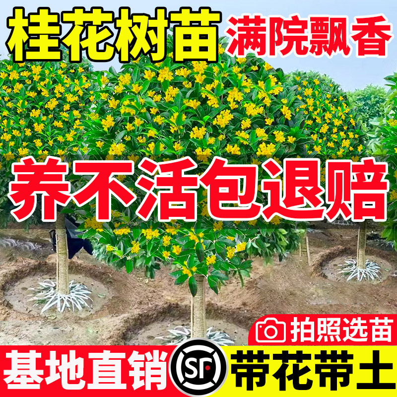 四季桂花树苗金庭院浓香原