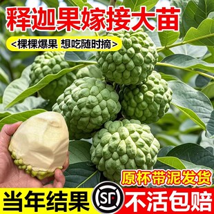 释迦果苗树带果凤梨奶油黄龙嫁接果树果苗庭院南方种植盆栽地栽苗