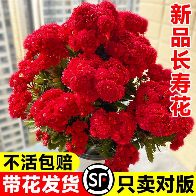 火凤凰长寿花盆栽带花苞重瓣大花花苗四季开花卉绿植名贵品种大全