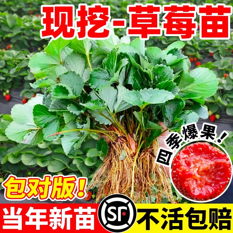 草莓苗秧盆栽四季结果丹东红颜