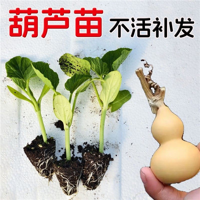 葫芦苗手捻小葫芦种子八宝文玩观赏盆栽特大亚腰葫芦籽大葫芦苗秧,鲜花速递/花卉仿真/绿植园艺,种苗/半成品盆栽,淘宝优惠券,粉丝福利购,淘宝优惠卷