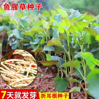 【7天就发芽】折耳根种子