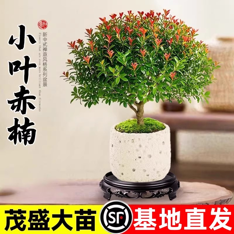 小叶赤楠盆景金丝楠木老桩盆栽大棵办公室内桌面绿植花卉四季好养