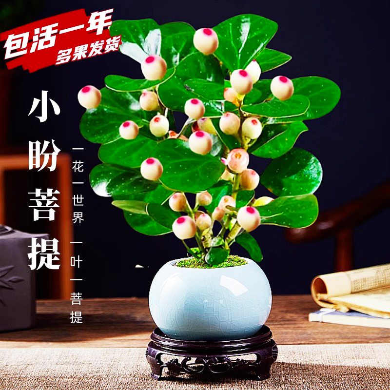 小盼菩提盆栽带果树老桩景