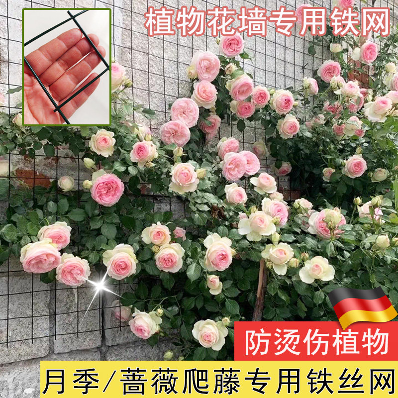 德国月季爬藤专用铁丝网花架蔷薇花植物爬墙固定花墙架网格爬藤架