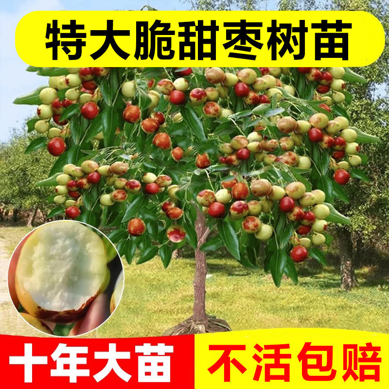 枣树活苗带土球南方北方种植嫁接果树金丝枣沾化大枣超甜冬枣苗树