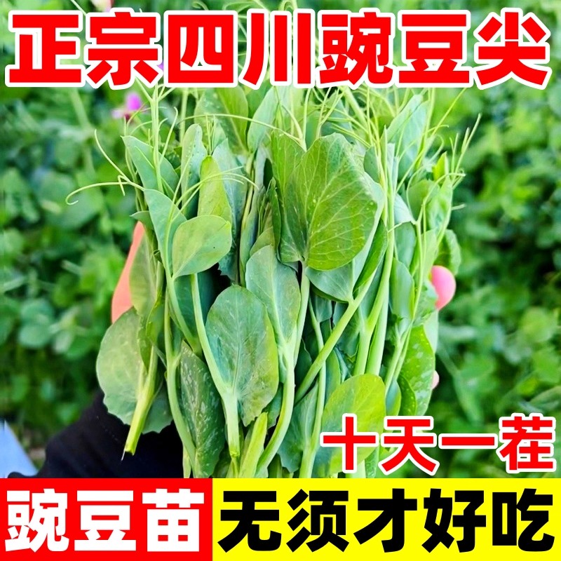 豌豆种子四川无须豌豆尖种籽