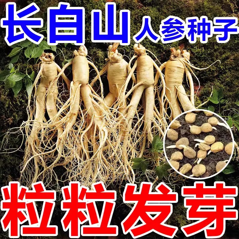 长白山人参种子四季植野籽