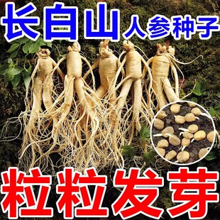 长白山人参种子四季种植野山参种籽阳台庭院盆栽中草药材苗种孑