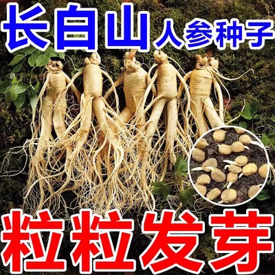长白山人参种子四季植野籽