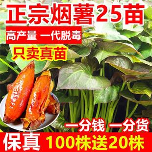 正宗保真烟薯25薯苗山东烟台直发地瓜苗番薯秧苗蜜薯红心脱毒原种