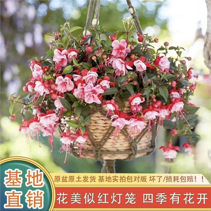 倒挂金钟棒棒糖灯笼花四季开花盆栽带花苞重瓣大花型老桩室内好养