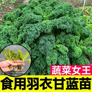 绿羽衣甘蓝苗蔬菜之王粉紫羽叶种子阳台盆栽大田四季耐寒蔬菜秧苗