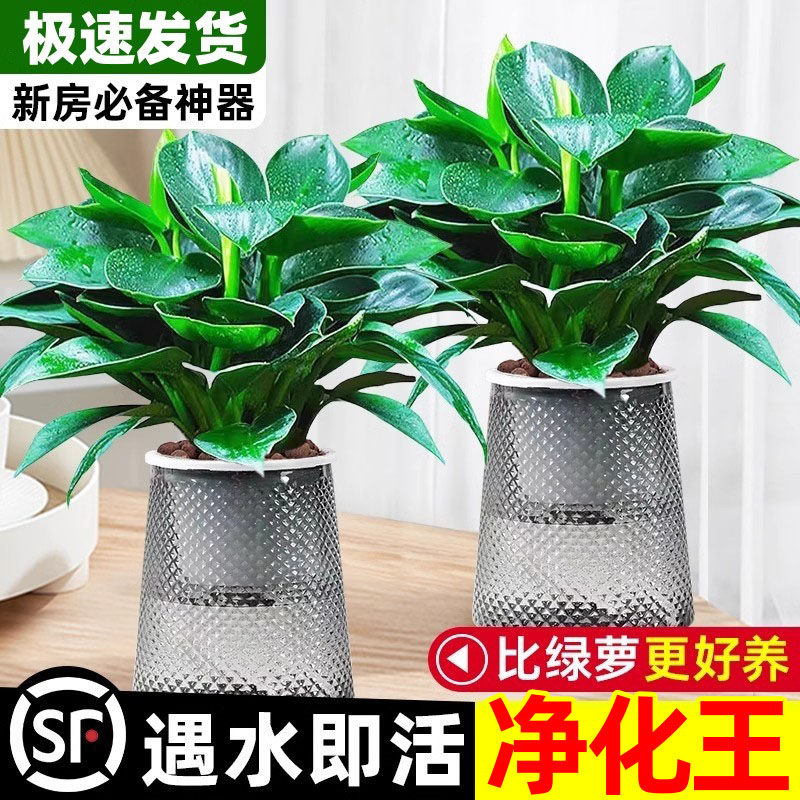 铂金钻盆栽绿萝箩花卉植物室内花水培绿植多肉好养发财树高颜值花