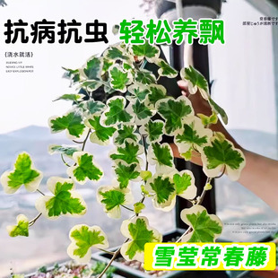 日本雪莹常春藤爱心叶出锦常青藤小仙女打卡必备垂吊植物桌面盆栽