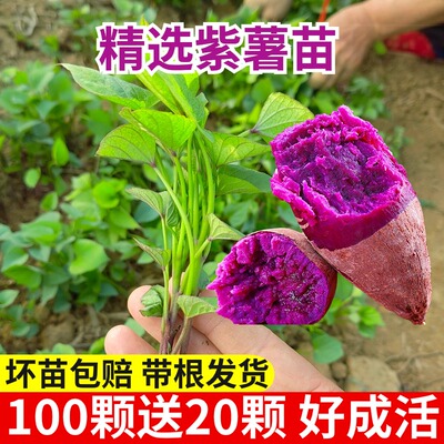 紫薯苗秧蜜薯板栗薯西瓜红薯烟薯