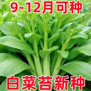 高产多枝奶油白菜苔种子脆甜不苦多芽早熟杂交白菜心秋冬蔬菜种子