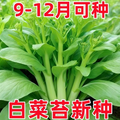 高产多枝奶油白菜苔种子