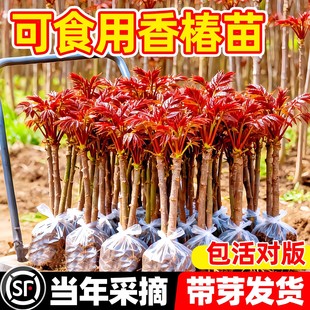 正宗红油香椿苗地栽食用矮化红椿树苗北方种植盆栽新鲜香椿芽种子