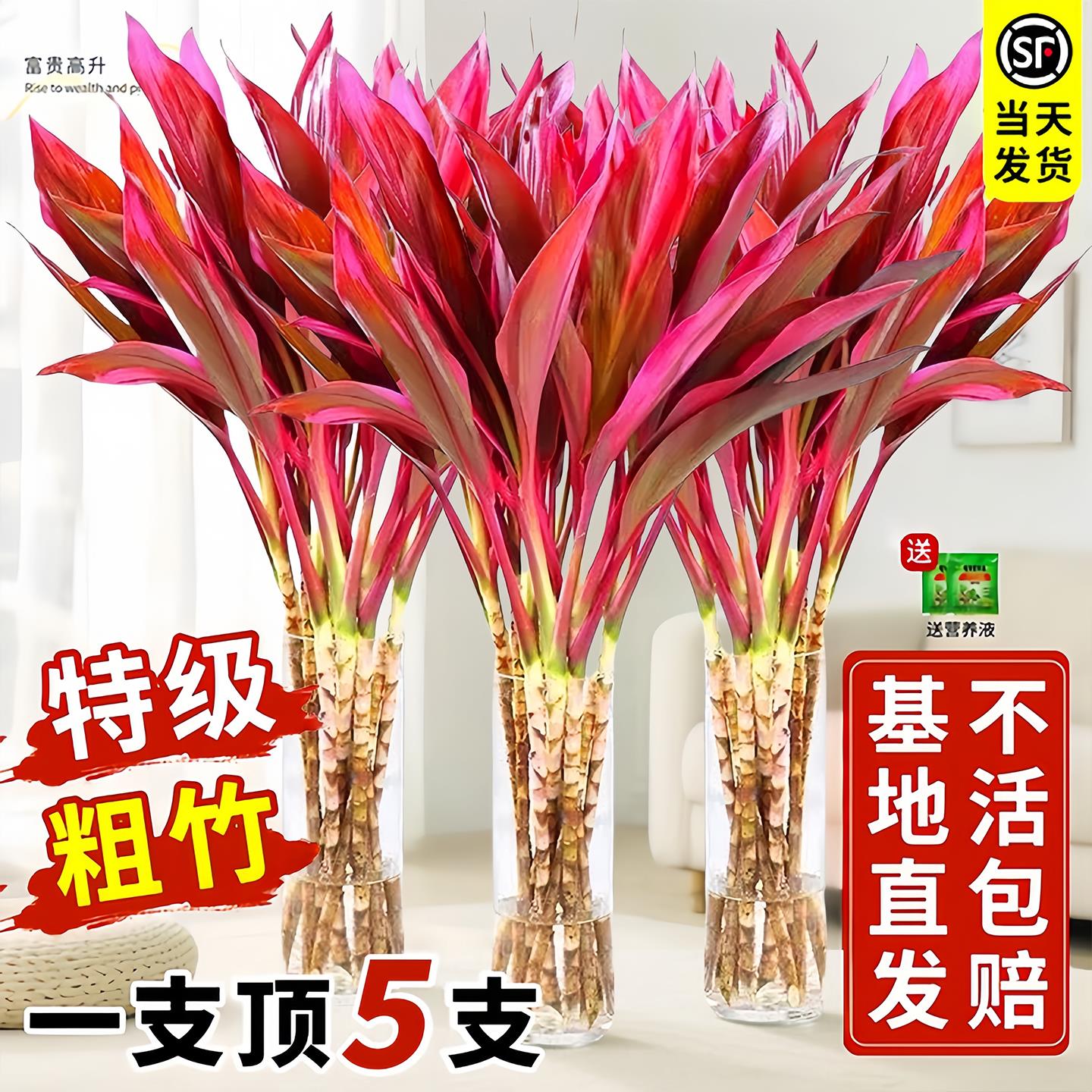 紫竹鸿运富贵竹水培植物水养带根转运竹子盆栽室内客厅发财竹带根