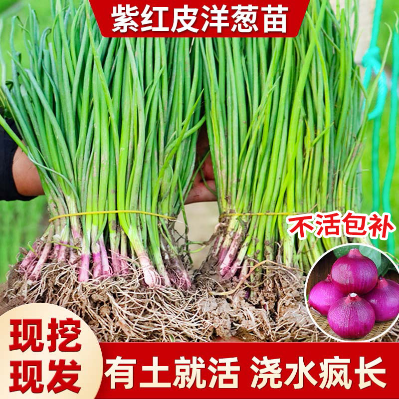 红皮洋葱秧苗山东紫皮洋葱苗带根水果新鲜种苗批发耐寒蔬菜种植苗,鲜花速递/花卉仿真/绿植园艺,种苗/半成品盆栽,淘宝优惠券,粉丝福利购,淘宝优惠卷