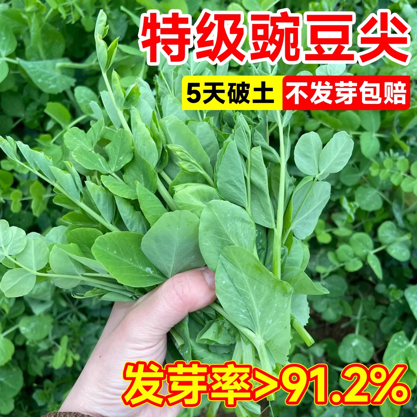 豌豆尖种无须豌豆尖苗种籽专吃