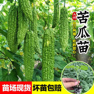苦瓜苗老品种大肉苦瓜苗小冬瓜苗幼苗高产阳台盆栽四季蔬菜种孑苗